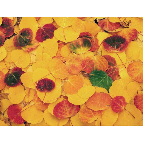 fallen Aspen leaves carpet the ground in the Colorado Rocky Mountains Black Modern Wood Framed Art Print with Double Matting by SMO