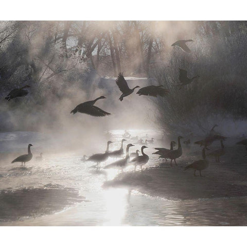 Geese in the mist in Colorados Rocky Mountains Black Modern Wood Framed Art Print by SMO