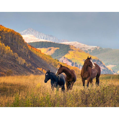 Horses grazing in the Fall in the Rocky Mountains near Crested Butte Black Modern Wood Framed Art Print by SMO