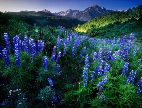 Lupine on Dallas divide with distant my snaffles near Telluride in the Colorado Rocky Mountains Black Ornate Wood Framed Art Print with Double Matting by SMO