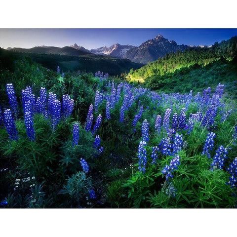 Lupine on Dallas divide with distant my snaffles near Telluride in the Colorado Rocky Mountains Black Modern Wood Framed Art Print with Double Matting by SMO