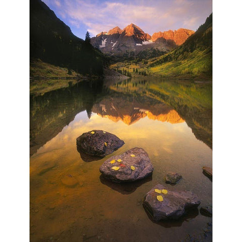 Aspen leaves signify the end of Fall and the beginning of winter at the maroon bells Black Modern Wood Framed Art Print by SMO