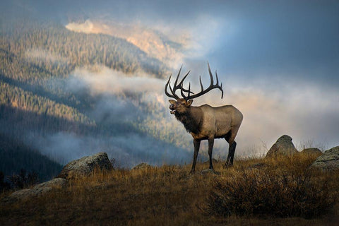 Bugling elk with a Colorado Rocky Mountain misty morning backdrop White Modern Wood Framed Art Print with Double Matting by SMO