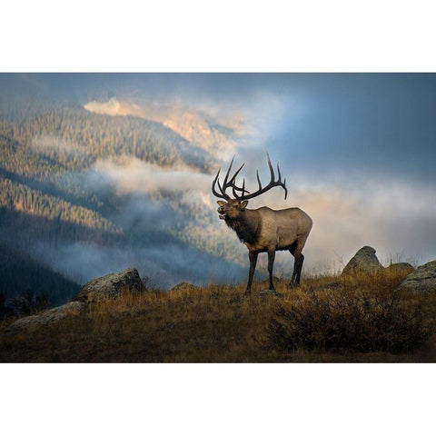 Bugling elk with a Colorado Rocky Mountain misty morning backdrop Black Modern Wood Framed Art Print by SMO