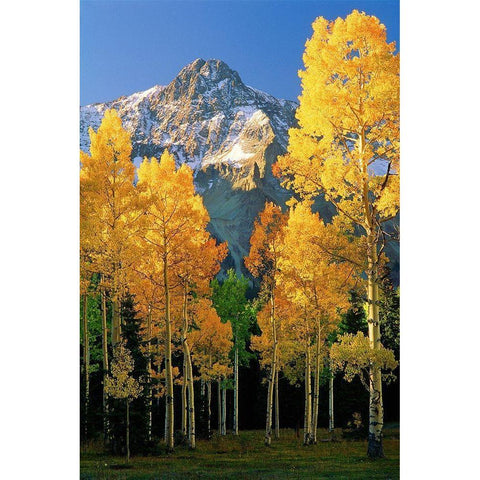 A mountain actually named unnamed 13334 flanked by Fall Aspen trees in the Colorado Rocky Mountains White Modern Wood Framed Art Print by SMO