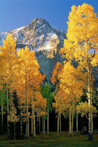 A mountain actually named unnamed 13334 flanked by Fall Aspen trees in the Colorado Rocky Mountains Black Ornate Wood Framed Art Print with Double Matting by SMO