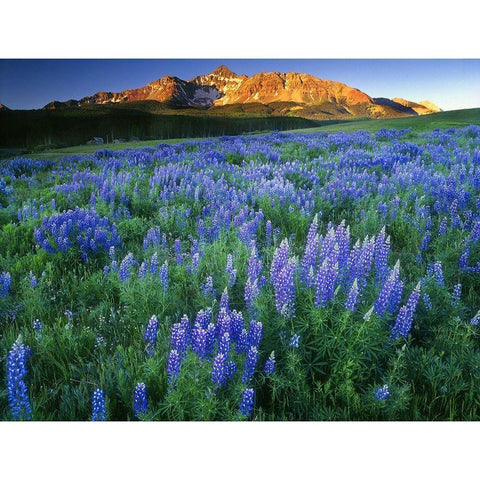 Wilson Peak near Telluride in the Colorado Rocky Mountains Black Modern Wood Framed Art Print by SMO