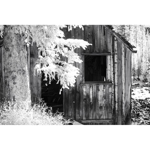 USA-Colorado-Old Mining Shack Gold Ornate Wood Framed Art Print with Double Matting by Eggers, Terry