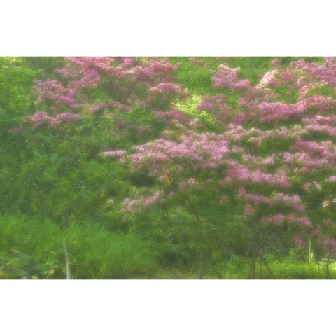 Delaware, Wilmington Flowering trees Black Modern Wood Framed Art Print with Double Matting by OBrien, Jay