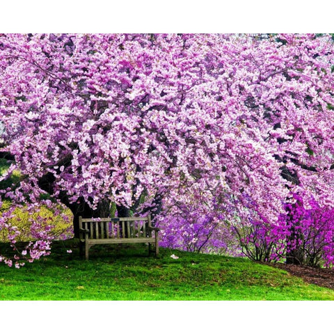 Delaware, Wilmington Bench under cherry blossoms Black Modern Wood Framed Art Print with Double Matting by OBrien, Jay