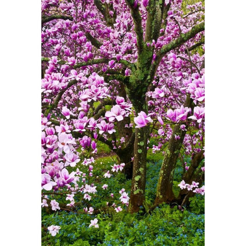 Delaware, Wilmington Cherry blossom tree Black Modern Wood Framed Art Print with Double Matting by OBrien, Jay