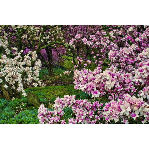 Delaware, Wilmington Flower and trees in garden Black Modern Wood Framed Art Print by OBrien, Jay