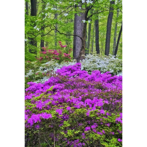 USA, Delaware, Colorful Azalas in bloom Gold Ornate Wood Framed Art Print with Double Matting by OBrien, Jay