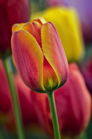 Delaware Close-up of tulips Black Ornate Wood Framed Art Print with Double Matting by OBrien, Jay