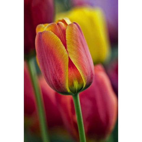 Delaware Close-up of tulips Black Modern Wood Framed Art Print by OBrien, Jay