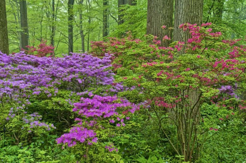 Delaware, Blooming azaleas in forest Black Ornate Wood Framed Art Print with Double Matting by OBrien, Jay
