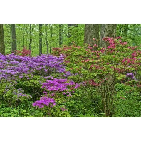Delaware, Blooming azaleas in forest Black Modern Wood Framed Art Print by OBrien, Jay