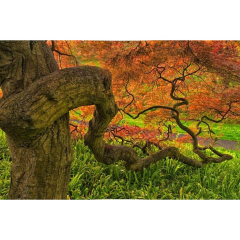 Delaware, Japanese maple tree Gold Ornate Wood Framed Art Print with Double Matting by OBrien, Jay
