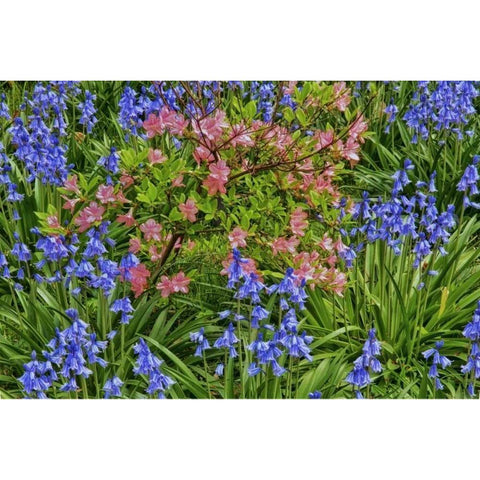 Delaware, Blooming azaleas and bluebells Black Modern Wood Framed Art Print by OBrien, Jay