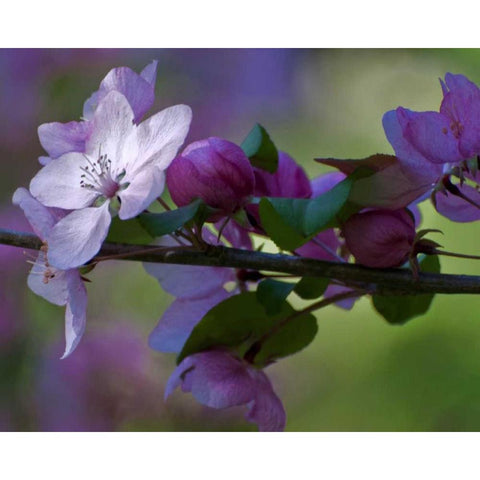 Delaware, Azalea flowers and buds on limb Gold Ornate Wood Framed Art Print with Double Matting by OBrien, Jay