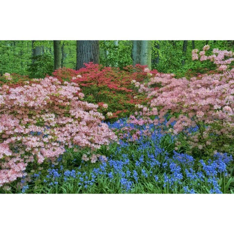 Delaware Blooming azalea and bluebell flowers Black Modern Wood Framed Art Print by OBrien, Jay