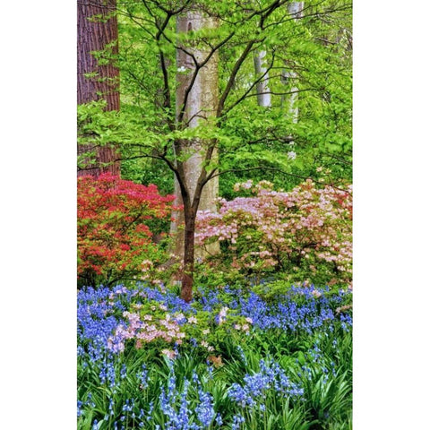 Delaware Blooming azalea and bluebell flowers Gold Ornate Wood Framed Art Print with Double Matting by OBrien, Jay