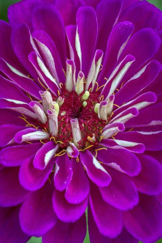 Wilmington, Delaware, Detail of zinnia bloom Black Ornate Wood Framed Art Print with Double Matting by OBrien, Jay