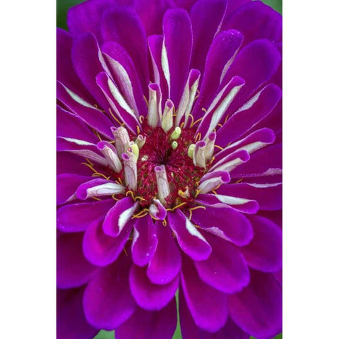 Wilmington, Delaware, Detail of zinnia bloom Gold Ornate Wood Framed Art Print with Double Matting by OBrien, Jay