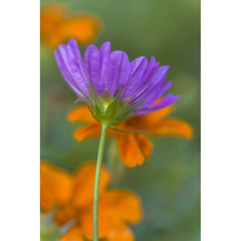 Wilmington, Delaware, Cosmos flower Black Modern Wood Framed Art Print by OBrien, Jay