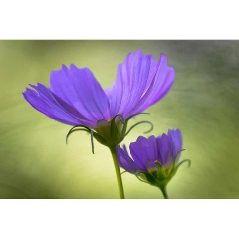 Wilmington, Delaware Cosmos flowers Black Modern Wood Framed Art Print by OBrien, Jay