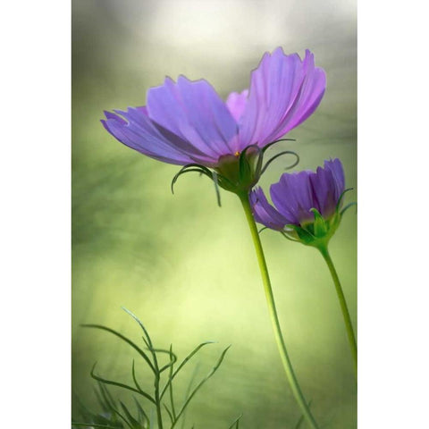 Wilmington, Delaware Cosmos flowers Black Modern Wood Framed Art Print by OBrien, Jay