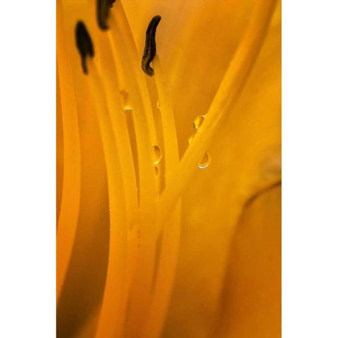 Wilmington, Delaware Inside of day lily plant Black Modern Wood Framed Art Print by OBrien, Jay