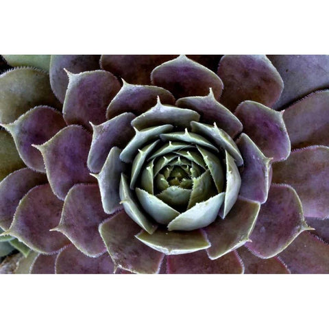 Wilmington, Delaware Hen and chick plant White Modern Wood Framed Art Print by OBrien, Jay