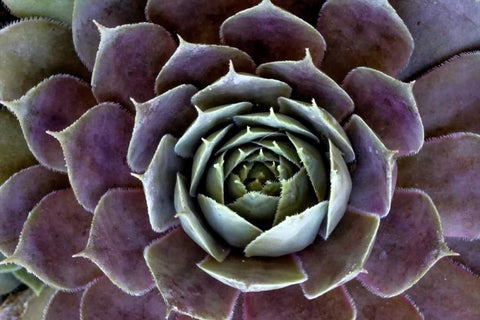 Wilmington, Delaware Hen and chick plant Black Ornate Wood Framed Art Print with Double Matting by OBrien, Jay