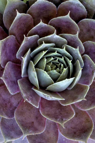 Wilmington, Delaware Hen and chick plant White Modern Wood Framed Art Print with Double Matting by OBrien, Jay