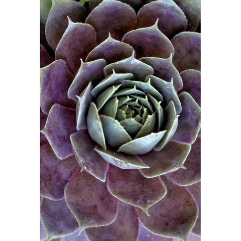 Wilmington, Delaware Hen and chick plant Black Modern Wood Framed Art Print with Double Matting by OBrien, Jay