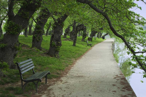 Washington DC, Cherry trees line a walkway Black Ornate Wood Framed Art Print with Double Matting by Flaherty, Dennis