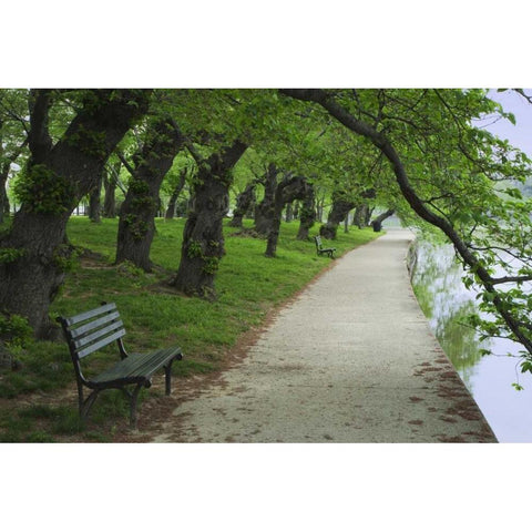 Washington DC, Cherry trees line a walkway White Modern Wood Framed Art Print by Flaherty, Dennis