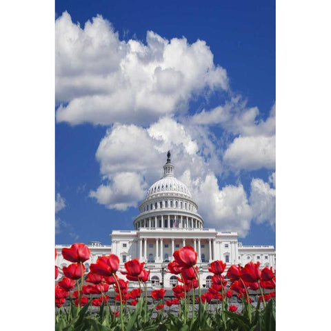 Washington DC, tulips by the Capitol building Gold Ornate Wood Framed Art Print with Double Matting by Flaherty, Dennis