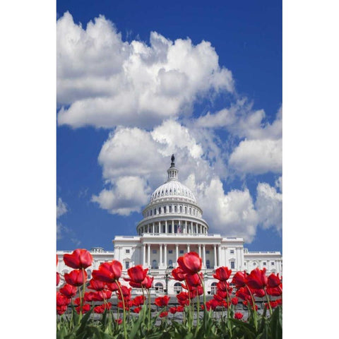 Washington DC, tulips by the Capitol building Black Modern Wood Framed Art Print by Flaherty, Dennis