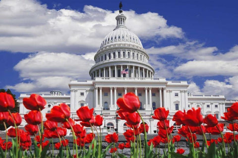 Tulips by the Capitol building, Washington DC Black Ornate Wood Framed Art Print with Double Matting by Flaherty, Dennis