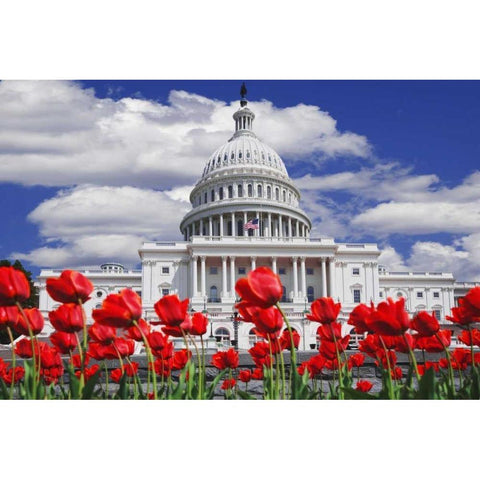 Tulips by the Capitol building, Washington DC Black Modern Wood Framed Art Print by Flaherty, Dennis