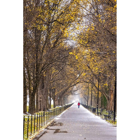 USA-District of Columbia-A snowy afternoon Black Modern Wood Framed Art Print by Looney, Hollice