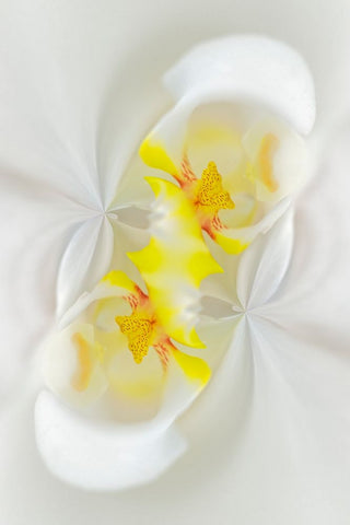 White Orchid flower-Florida Black Ornate Wood Framed Art Print with Double Matting by Jones, Adam