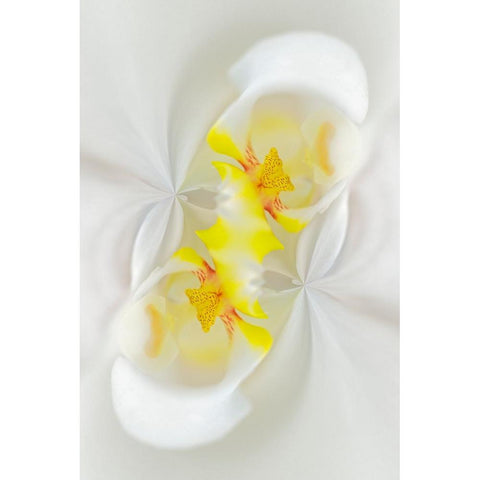 White Orchid flower-Florida Black Modern Wood Framed Art Print by Jones, Adam