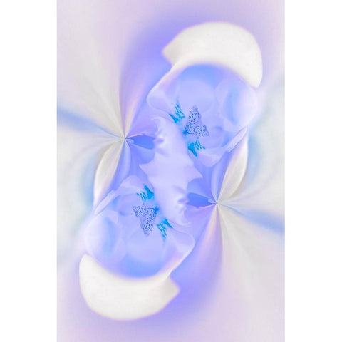 White Orchid flower-Florida Black Modern Wood Framed Art Print by Jones, Adam