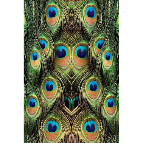 Male Peafowl feather pattern-Florida Gold Ornate Wood Framed Art Print with Double Matting by Jones, Adam