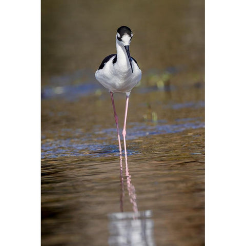 Black-necked stilt-Myakka River State Park-Florida White Modern Wood Framed Art Print by Jones, Adam