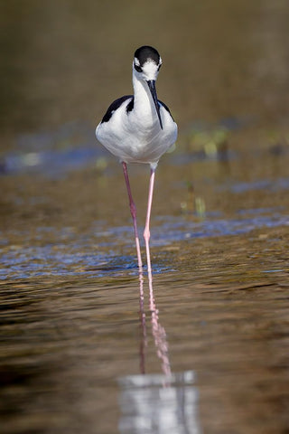 Black-necked stilt-Myakka River State Park-Florida White Modern Wood Framed Art Print with Double Matting by Jones, Adam