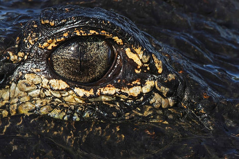 American alligator eyeball close-up from eye level with water-Myakka River State Park-Florida Black Ornate Wood Framed Art Print with Double Matting by Jones, Adam